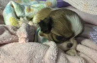 Cinnamon Roll, a male Japanese Chin for sale in Kealakekua, HI – Photo 9 of 10