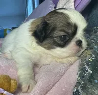 Cinnamon Roll, a male Japanese Chin for sale in Kealakekua, HI – Photo 3 of 10