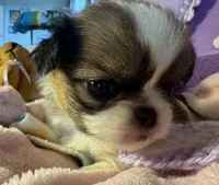 Cinnamon Roll, a male Japanese Chin for sale in Kealakekua, HI – Photo 7 of 10