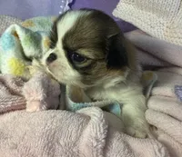 Cinnamon Roll, a male Japanese Chin for sale in Kealakekua, HI – Photo 8 of 10