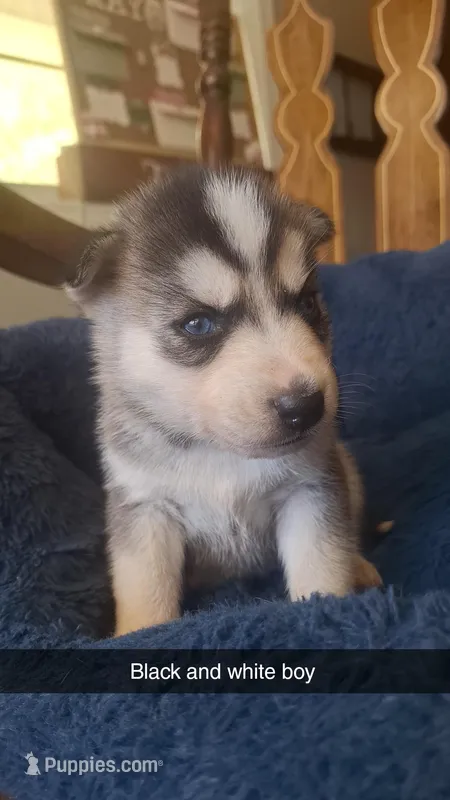 Jessie  – Siberian Husky puppy for sale in Cullman, AL