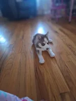 Freckles, a female Siberian Husky for sale in Cullman, AL – Photo 2 of 2