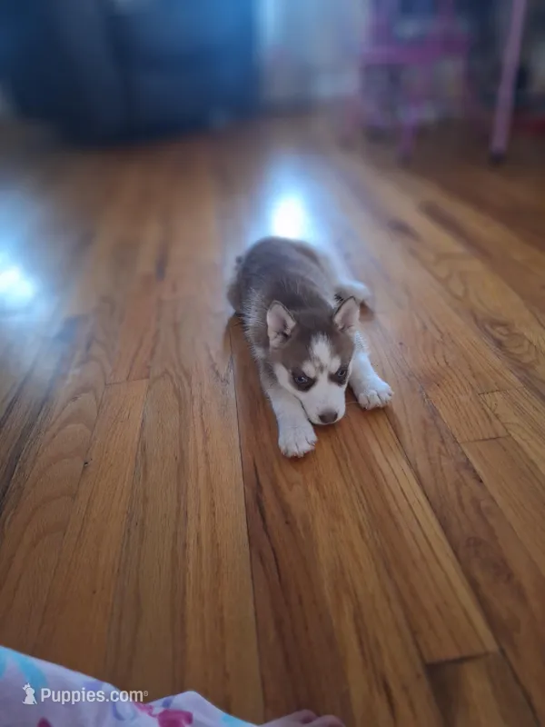 Freckles, a female Siberian Husky for sale in Cullman, AL – Photo 1 of 2