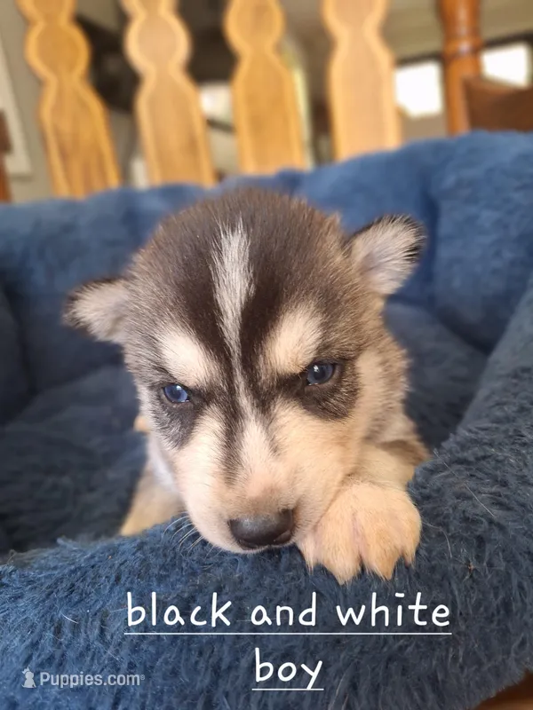 Dj – Siberian Husky puppy for sale in Cullman, AL