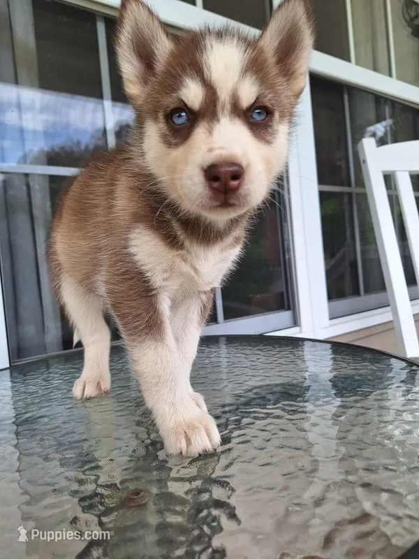 Ruby – Siberian Husky puppy for sale in Cullman, AL