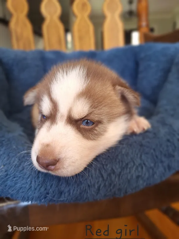 Ruby – Siberian Husky puppy for sale in Cullman, AL