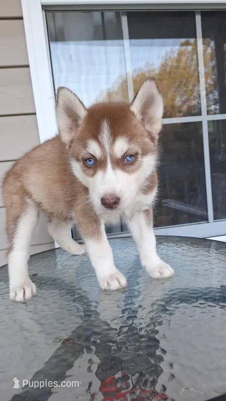 Ole red – Siberian Husky puppy for sale in Cullman, AL
