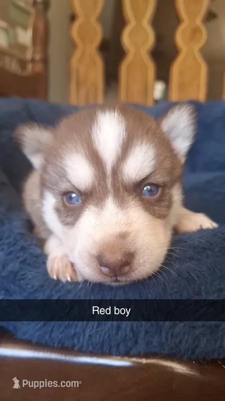 Ole red – Siberian Husky puppy for sale in Cullman, AL