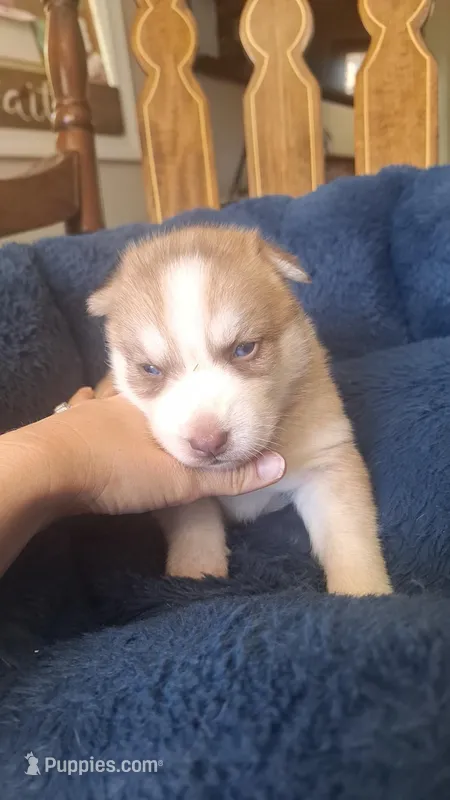 Blondie – Siberian Husky puppy for sale in Cullman, AL