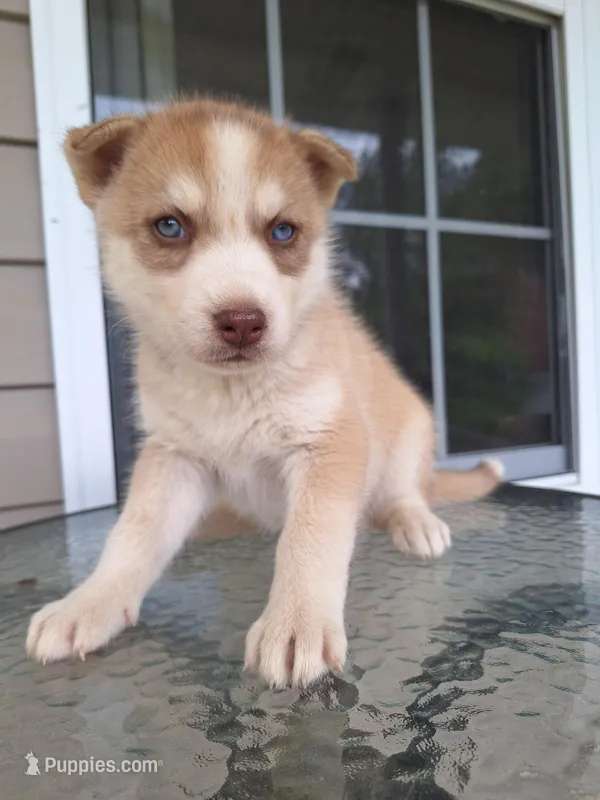 Blondie – Siberian Husky puppy for sale in Cullman, AL