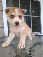 Blondie, a female Siberian Husky for sale in Cullman, AL – 1 of 1