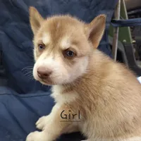 Becky, a female Siberian Husky for sale in Cullman, AL – Photo 1 of 2