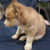 Becky, a female Siberian Husky for sale in Cullman, AL – Photo 2 of 2