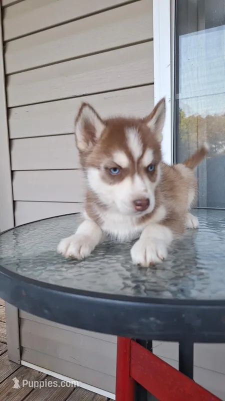 Copper – Siberian Husky puppy for sale in Cullman, AL
