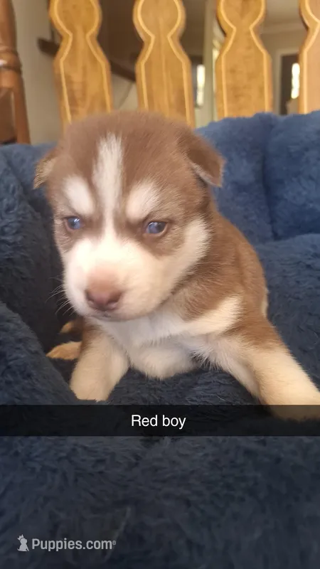 Copper – Siberian Husky puppy for sale in Cullman, AL