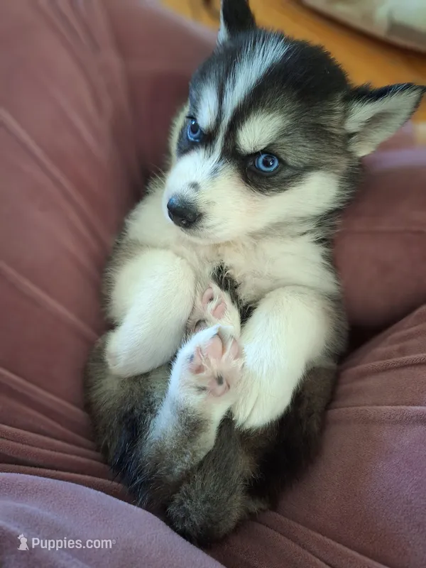 Sky, a female Siberian Husky for sale in Cullman, AL – Photo 1 of 2