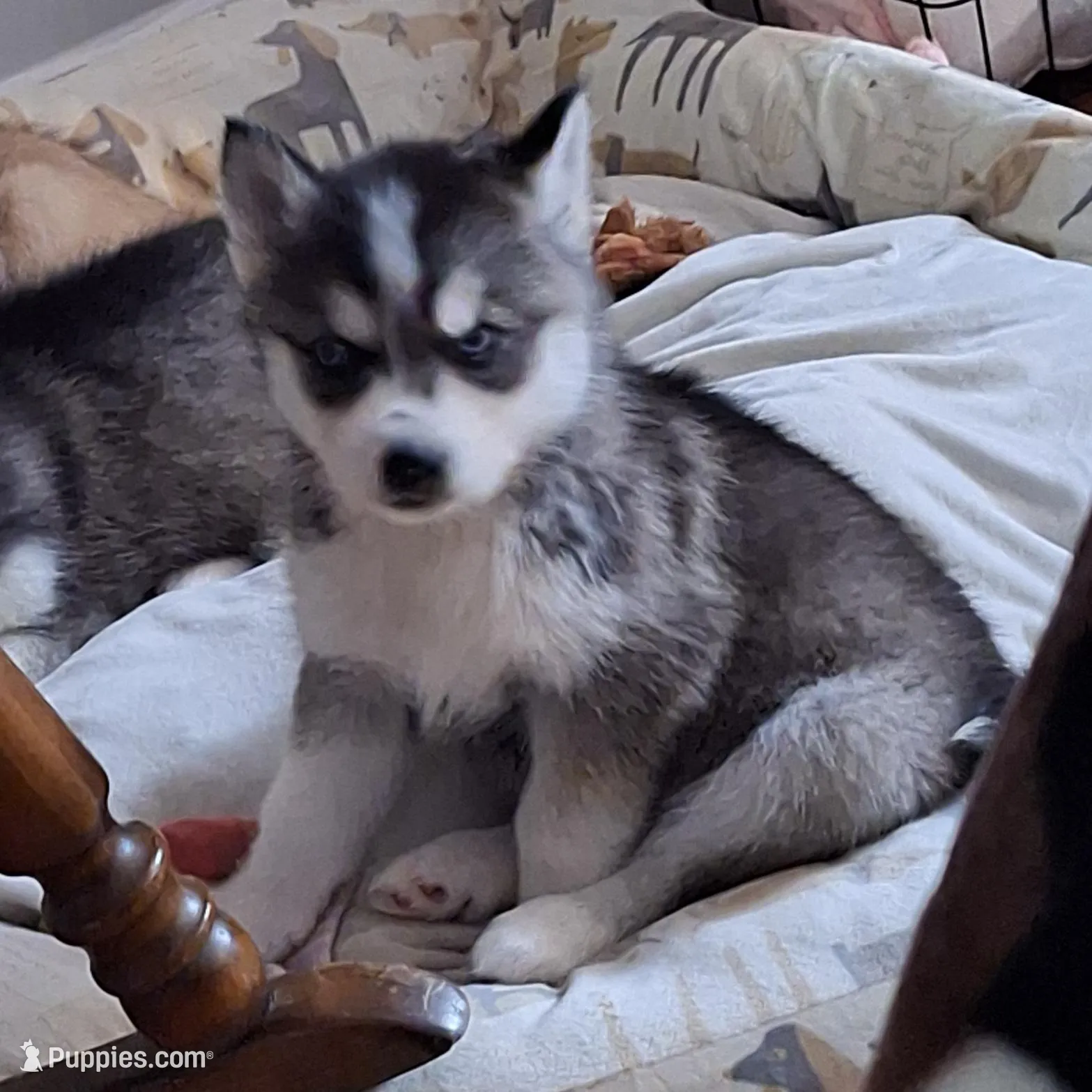 Sky, a female Siberian Husky for sale in Cullman, AL – Photo 2 of 2