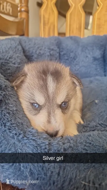 Sassy silver – Siberian Husky puppy for sale in Cullman, AL