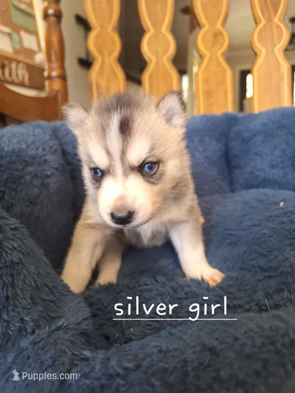 Silver queen  – Siberian Husky puppy for sale in Cullman, AL