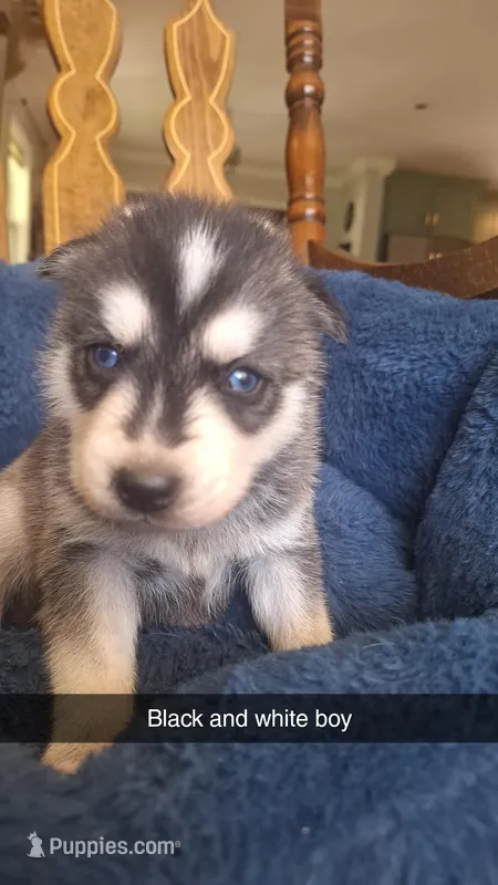 Black jack  – Siberian Husky puppy for sale in Cullman, AL