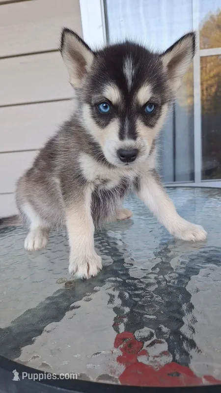 Black jack  – Siberian Husky puppy for sale in Cullman, AL