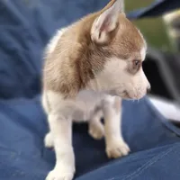Kimmy, a female Siberian Husky for sale in Cullman, AL – Photo 2 of 2