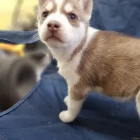 Kimmy, a female Siberian Husky for sale in Cullman, AL – Photo 1 of 2