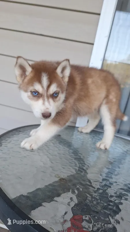 Big red  – Siberian Husky puppy for sale in Cullman, AL