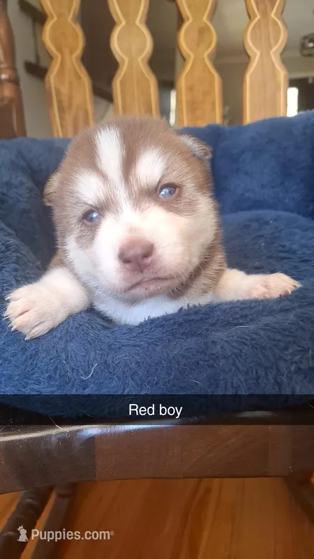 Big red  – Siberian Husky puppy for sale in Cullman, AL