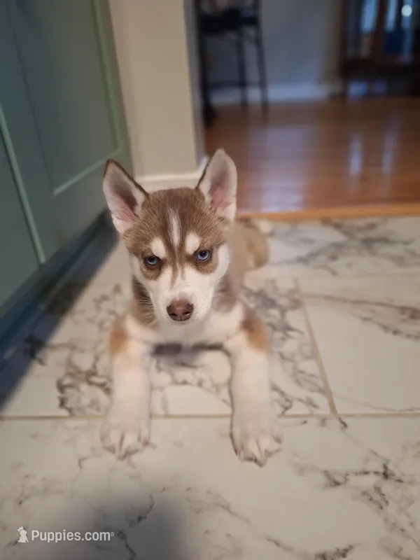 Joey  – Siberian Husky puppy for sale in Cullman, AL