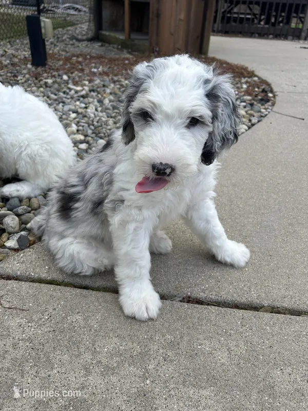 Blue collar Boy – Sheepadoodle puppy for sale in Grand Rapids, MI