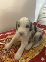 Blue collar Boy, a male Sheepadoodle for sale in Grand Rapids, MI – Photo 2 of 6
