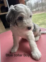 Blue collar Boy, a male Sheepadoodle for sale in Grand Rapids, MI – Photo 1 of 6