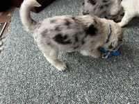 Blue collar Boy, a male Sheepadoodle for sale in Grand Rapids, MI – Photo 6 of 6