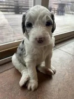 Blue collar Boy, a male Sheepadoodle for sale in Grand Rapids, MI – Photo 4 of 6