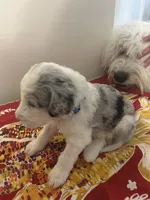 Blue collar Boy, a male Sheepadoodle for sale in Grand Rapids, MI – Photo 3 of 6