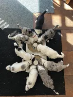 Blue collar Boy, a male Sheepadoodle for sale in Grand Rapids, MI – Photo 5 of 6