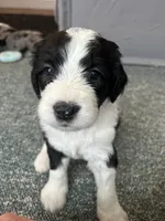 White collar Girl, a female Sheepadoodle for sale in Grand Rapids, MI – Photo 4 of 6