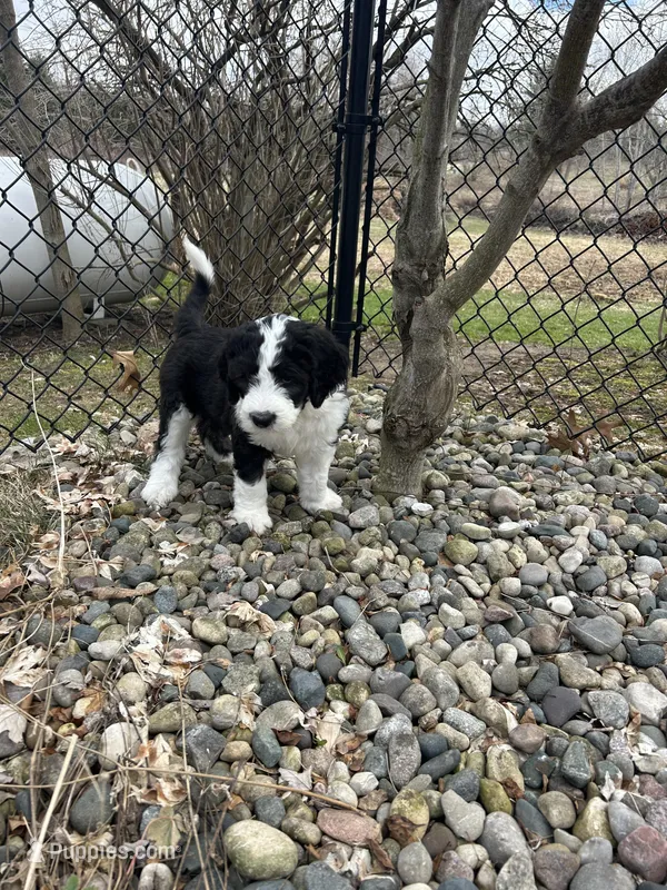 White collar Girl – Sheepadoodle puppy for sale in Grand Rapids, MI