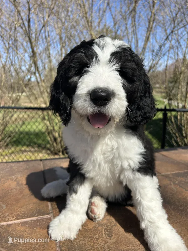 White collar Girl – Sheepadoodle puppy for sale in Grand Rapids, MI