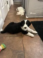 White collar Girl, a female Sheepadoodle for sale in Grand Rapids, MI – Photo 2 of 6