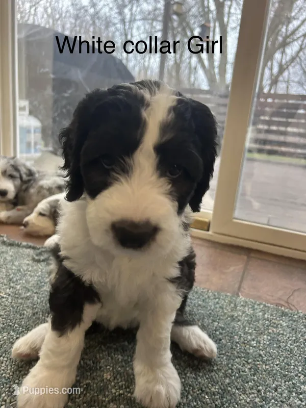 White collar Girl – Sheepadoodle puppy for sale in Grand Rapids, MI