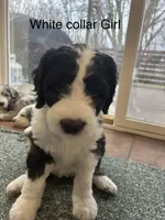 White collar Girl, a female Sheepadoodle for sale in Grand Rapids, MI – Photo 1 of 6