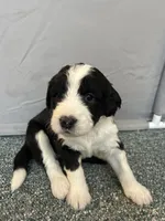 White collar Girl, a female Sheepadoodle for sale in Grand Rapids, MI – Photo 3 of 6