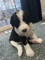 White collar Girl, a female Sheepadoodle for sale in Grand Rapids, MI – Photo 5 of 6