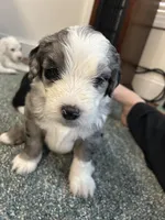 Gray male, a male Sheepadoodle for sale in Grand Rapids, MI – Photo 3 of 3