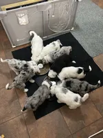 Gray collar Boy, a male Sheepadoodle for sale in Grand Rapids, MI – Photo 3 of 6