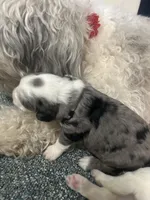Gray collar Boy, a male Sheepadoodle for sale in Grand Rapids, MI – Photo 5 of 6