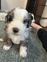 Gray collar Boy, a male Sheepadoodle for sale in Grand Rapids, MI – Photo 4 of 6