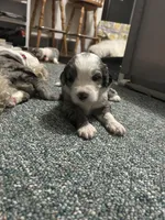 Gray male, a male Sheepadoodle for sale in Grand Rapids, MI – Photo 2 of 3